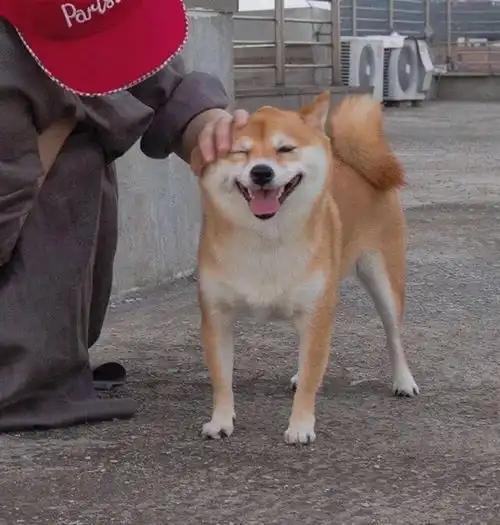 情侣头像大全