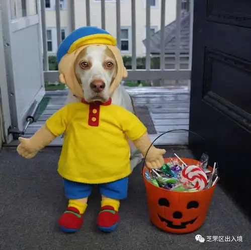 你哪里知道,做你的鸭有多难