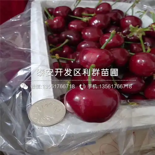 新品种大青叶根系樱桃苗新品种大青叶根系樱桃苗价格多少-黄页88网