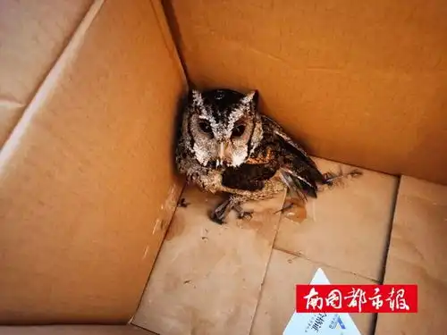 萌禽出没警民携手救助落难猫头鹰