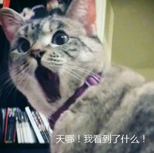当留着络腮胡的男人养了小猫咪这反差萌谁受得了啊
