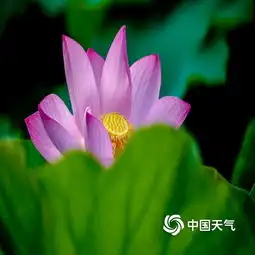 惊艳山东大明湖荷花盛开荷叶碧连天