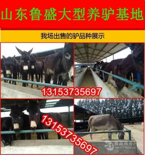 三个月小肉驴驹价格价格,产品报价