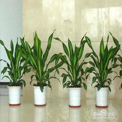 室内必备的吸毒植物