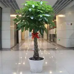 枫叶红绿植租摆