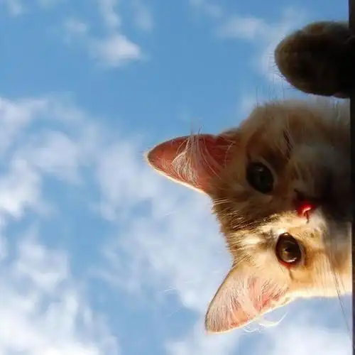 高爷家科普关于猫咪的冷知识
