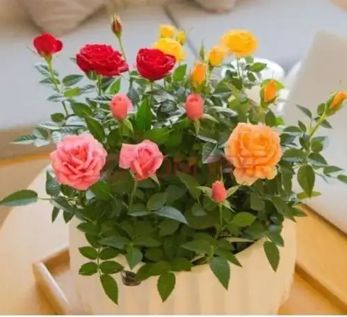 家里阳台必养的几款花卉,旺财又旺宅,寓意超好的