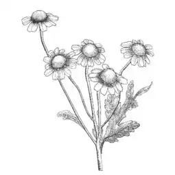 手绘素描植物花卉图片素材其他格式下载花卉大全自然素材