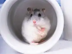 会员中心