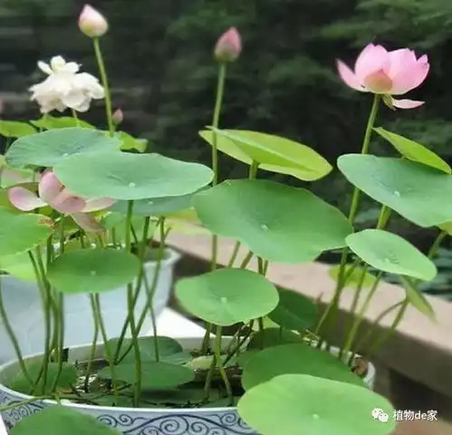 养花,缺什么再补什么,吃得香,才长得好