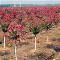 广玉兰河南广玉兰广玉兰特价苗河南潢川华中苗木花卉直销中心13033778822