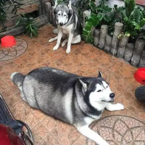 这哪是哈士奇,分明就是哈士猪...