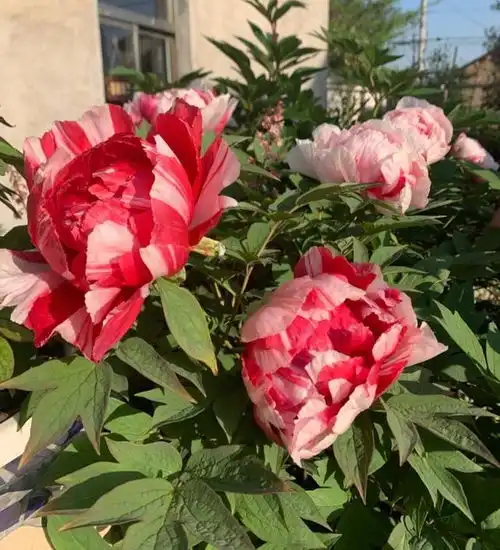 养好盆栽牡丹,记住3招,年年都能开花,花朵大漂亮华丽