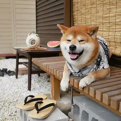 主人看着我,别生气了来笑一个吧家有百变萌宠柴犬,让你永远不寂寞.....