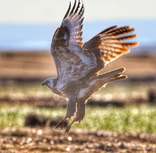 微信鹰头像大全大自然