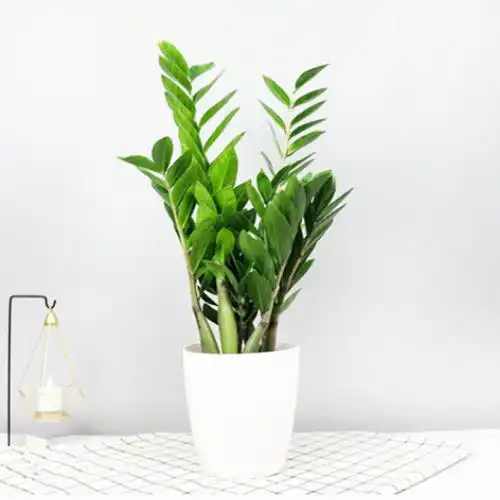 金钱树盆栽室内植物发财树好养的绿植摇钱树招财树办公室书房植物
