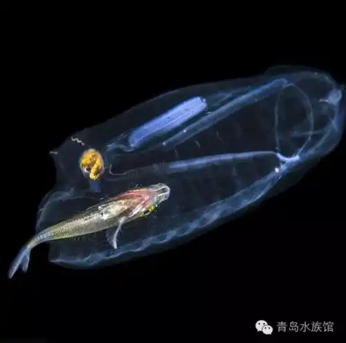海底意外发现半透明海洋生物,腹中竟有彩色小鱼