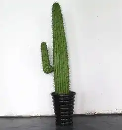 家居绿植摆放三个要点介绍,6中好看又好养的植物,提升空间美感