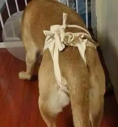 狗狗的心眼很实诚被医生绝育后连续三个月前去叫骂
