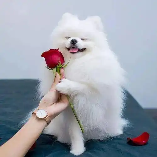 做文明养犬人5月1日起,遛狗不拴绳将违法