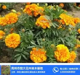 宿根草花合胜花卉苗木草花
