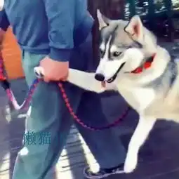 哈士奇紧跟在主人身后,十分乖巧,路过仔细看,笑到扶墙走