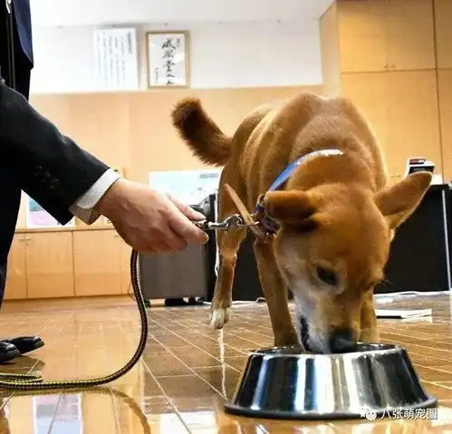 狗子捉贼有功,警局奖励了它一包狗砸,这货领奖时开心坏了