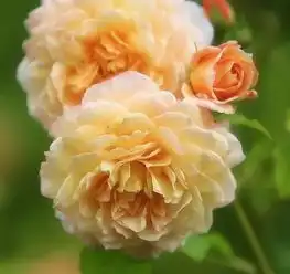 洛阳牡丹文化节免费赏花演出逛集市优惠政策全在这