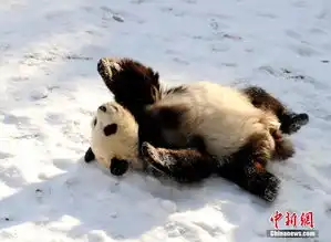 大熊猫长春越冬雪地卖萌