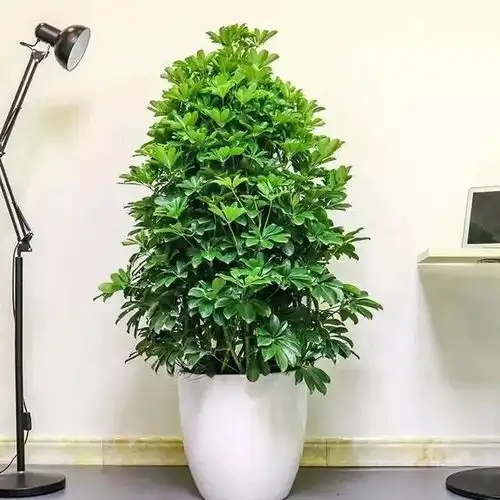 家里养盆鸭掌木,端庄又大气,还能清新空气,增进财运