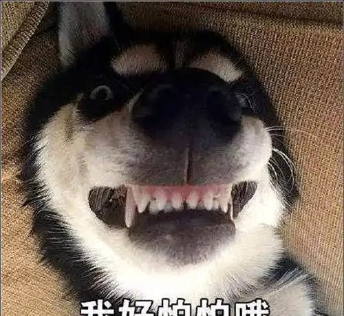 女主出差让男友照顾二哈,一周回来男友带狗来接机,再见时傻眼了