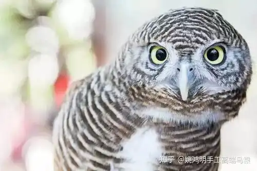 脖子以下全是腿,猫头鹰才是动物界的长腿之王