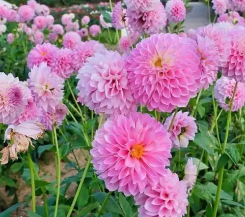 养花试试这几款,花开繁盛花香怡人,雍容华贵,养护简单