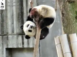 今年九寨发生了攻陷售票处事件,我们去的时候人就少了,听工作人员说十一期间所有门全开还排队