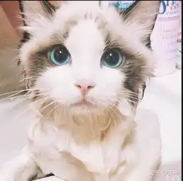 猫舍里一直没卖掉的猫会怎么处理