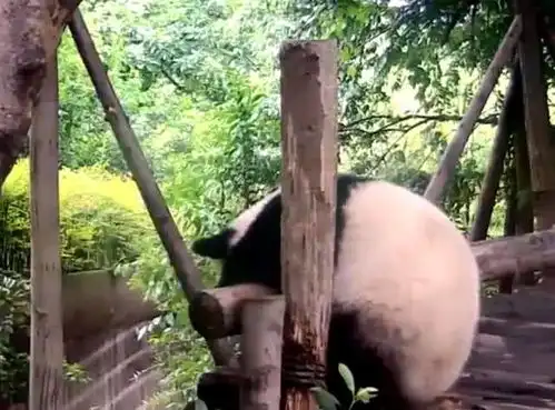 熊猫手贱想逗弄小伙伴,结果却不想手段失误,下一秒看着都疼痛