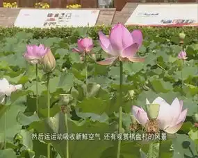 马站棋盘村荷花盛开惹人醉