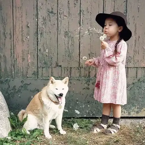 红人萌化了3岁混血小萝莉走红,只凭一只胖柴犬