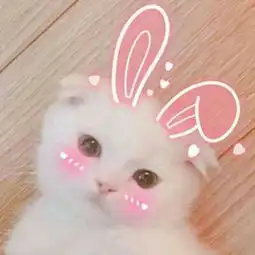 猫咪可爱头像喵你的礼物已驾到