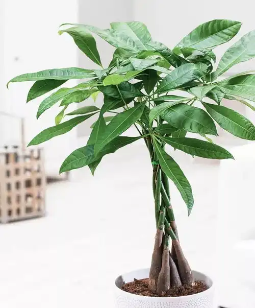 花小钱来的高级感,ins网红拍照必备这10样宝贝