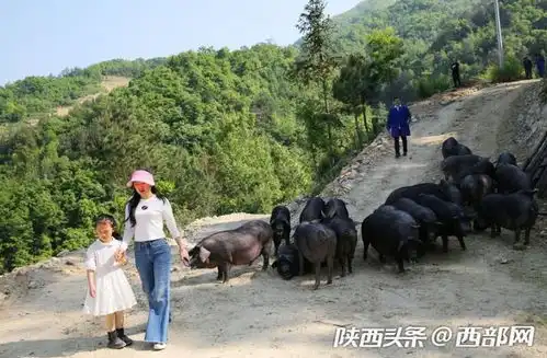 石泉42岁男子回大山养猪仔猪半价供老乡