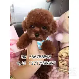 北京哪里能买到泰迪熊北京哪里能买到小体泰迪熊-黄页88网