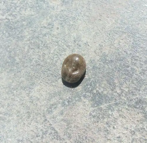 请问这是啥虫子,看着很恶心