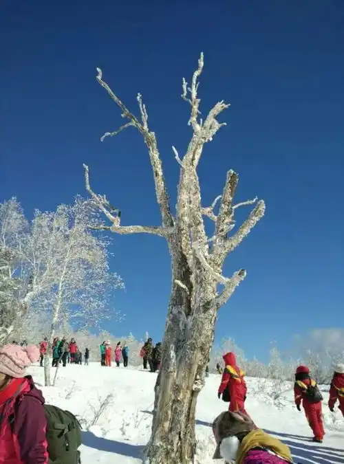 2017年冰雪奇缘相约冰城哈尔滨中国雪谷穿越梦里雪乡长白山雾凇岛七日游