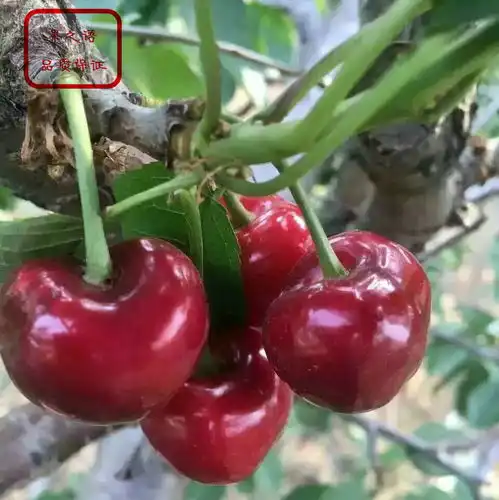 红蜜大樱桃苗红蜜大樱桃苗新品种新价格-黄页88网