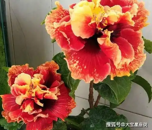 1月,梨花蝶雨,缘分斩不断,旧情归位,表明心意,复合不再遥远磨合