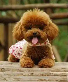 沧县卖泰迪犬的在哪多少钱这样子的