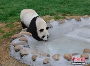 高清大熊猫长春卖萌迎客系首次在北方安家落户