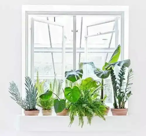 又好看又吸霾的绿植,你家怎么可以没有