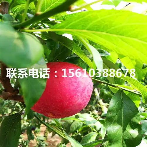 2019年秋姬李子苗报价秋姬李子苗批发-黄页88网